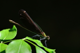 Gebänderte Prachtlibelle - Calopteryx splendens