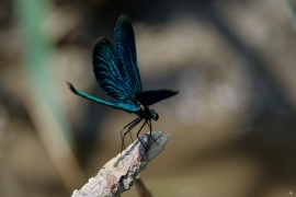 Calopteryx virgo - Blauflügel-Prachtlibelle