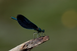 Blauflügel-Prachtlibelle - Calopteix virgo