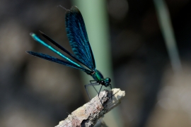 Blauflügel-Prachtlibelle - Calopteix virgo