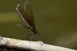 Blauflügel-Prachtlibelle - Calopteix virgo