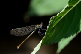 Blauflügel-Prachtlibelle - Calopteix virgo