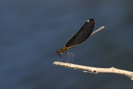 Blauflügel-Prachtlibelle - Calopteix virgo