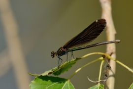 Blauflügel-Prachtlibelle - Calopteix virgo