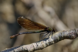 Blauflügel-Prachtlibelle - Calopteix virgo