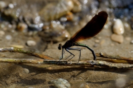 Blauflügel-Prachtlibelle - Calopteix virgo