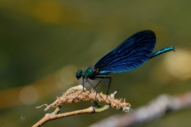 Blauflügel-Prachtlibelle - Calopteix virgo