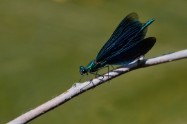 Blauflügel-Prachtlibelle - Calopteix virgo