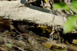 Blauflügel-Prachtlibelle - Calopteix virgo