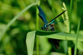 Blauflügel-Prachtlibelle - Calopteix virgo