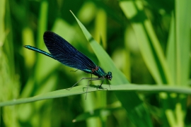 Blauflügel-Prachtlibelle - Calopteix virgo