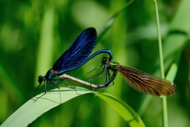 Blauflügel-Prachtlibelle - Calopteix virgo