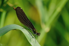 Blauflügel-Prachtlibelle - Calopteix virgo