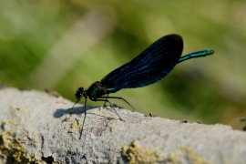 Blauflügel-Prachtlibelle - Calopteix virgo