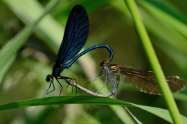 Blauflügel-Prachtlibelle - Calopteix virgo