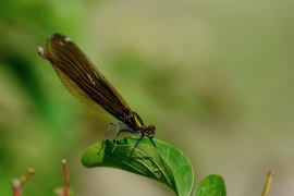 Blauflügel-Prachtlibelle - Calopteix virgo