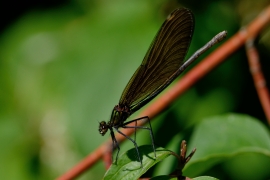 Blauflügel-Prachtlibelle - Calopteix virgo