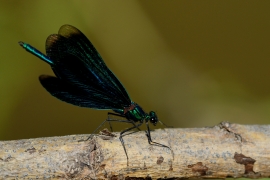 Blauflügel-Prachtlibelle - Calopteix virgo