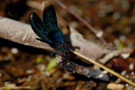 Blauflügel-Prachtlibelle - Calopteix virgo