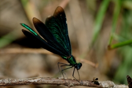 Blauflügel-Prachtlibelle - Calopteix virgo