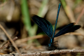 Blauflügel-Prachtlibelle - Calopteix virgo