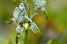 Chloraea magellanica