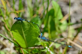 Coenagrion pulchellum - Fledermaus Azurjungfer