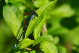 Coenagrion pulchellum - Fledermaus Azurjungfer