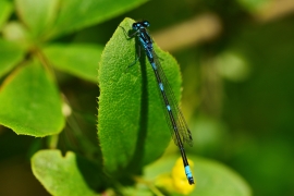 Coenagrion pulchellum - Fledermaus Azurjungfer