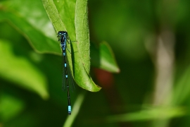 Coenagrion pulchellum - Fledermaus Azurjungfer