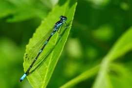 Coenagrion pulchellum - Fledermaus Azurjungfer