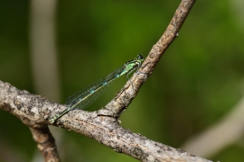 Coenagrion pulchellum - Fledermaus Azurjungfer