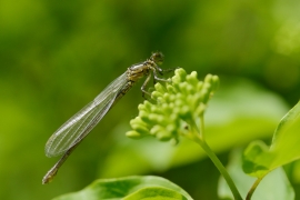 Coenagrion pulchellum - Fledermaus Azurjungfer