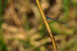 Coenagrion pulchellum - Fledermaus Azurjungfer