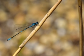 Coenagrion pulchellum - Fledermaus Azurjungfer