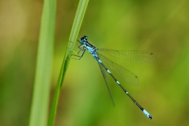 Coenagrion pulchellum - Fledermaus Azurjungfer