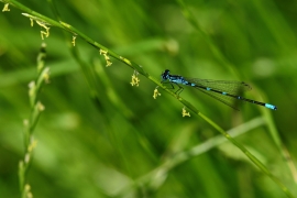 Coenagrion pulchellum - Fledermaus Azurjungfer