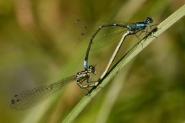 Coenagrion pulchellum - Fledermaus Azurjungfer