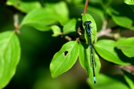 Coenagrion pulchellum - Fledermaus Azurjungfer