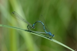 Hufeisen-Azurjungfer - Coenagrion puella