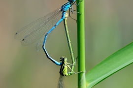 Hufeisen-Azurjungfer - Coenagrion puella