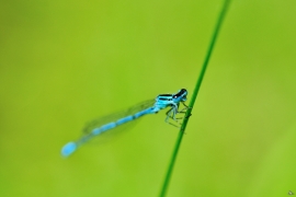 Hufeisen-Azurjungfer - Coenagrion puella