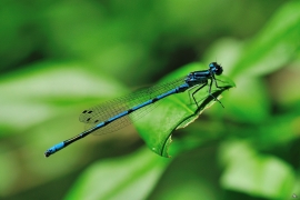 Hufeisen-Azurjungfer - Coenagrion puella