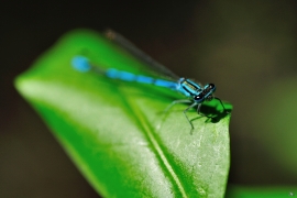 Hufeisen-Azurjungfer - Coenagrion puella