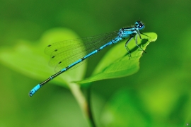 Hufeisen-Azurjungfer - Coenagrion puella