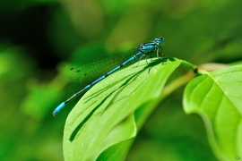 Hufeisen-Azurjungfer - Coenagrion puella