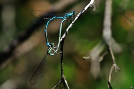 Hufeisen-Azurjungfer - Coenagrion puella