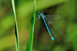 Hufeisen-Azurjungfer - Coenagrion puella