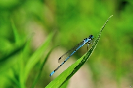 Hufeisen-Azurjungfer - Coenagrion puella