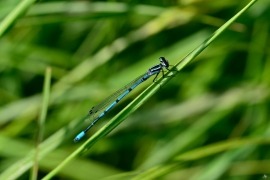 Hufeisen-Azurjungfer - Coenagrion puella